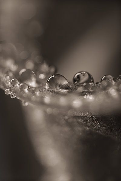 Drops lying on the petal by Marjolijn van den Berg