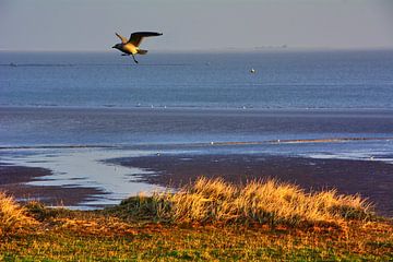 La mer des Wadden à Hooksiel
