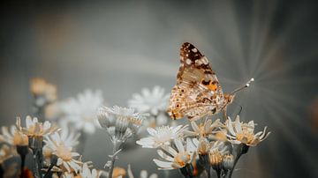 Schmetterling von Maurice Cobben
