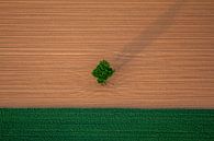land with tree by Kas Maessen thumbnail