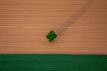 land with tree by Kas Maessen