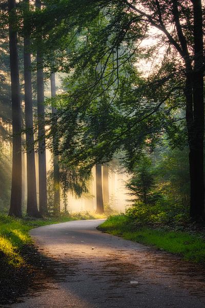 The way to the light by Jaimy Leemburg Fotografie