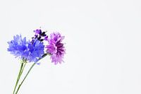 Korenbloemen en lavendel