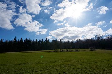 Mooi en zonnig groen landschap met bos onder blauwe hemel van creativcontent