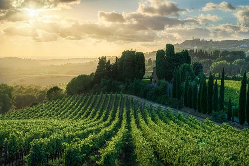 Gouden zonsondergang over wijngaarden in Casale Marittimo, Toscane