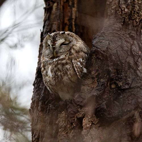 Tawny owl