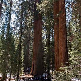 Sequoia Nationaal Park, Californië, USA van de Roos Fotografie