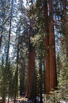 Sequoia Nationaal Park, Californië, USA van de Roos Fotografie