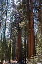 Sequoia-Nationalpark, Kalifornien, USA von de Roos Fotografie Miniaturansicht
