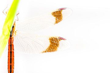 Vleugels van de bandheidelibel van Danny Slijfer Natuurfotografie