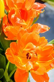 Oranje tulp
