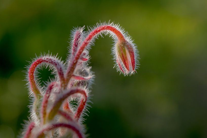 Fieldbloem by Moetwil en van Dijk - Fotografie