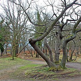 Knoestige oude bomen in het Harz gebergte van Jörg Sabel - Fotografie