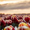 Tulpenzee bij Zonsondergang – Noordoostpolder in Bloei van Niels Bronkema