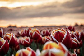 Tulip Sea at Sunset - Northeast Polder in Bloom