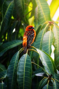 Roter Vogel im Paradies von Anajat Raissi