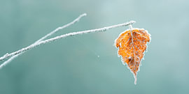 Frozen Autumn Leaf with Hoarfrost in Panoramic Format by Natalia Gebauer Studio