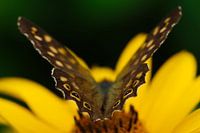 Butterfly's behind