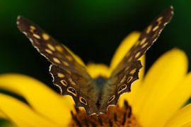 Butterfly's behind by Edzo Boven