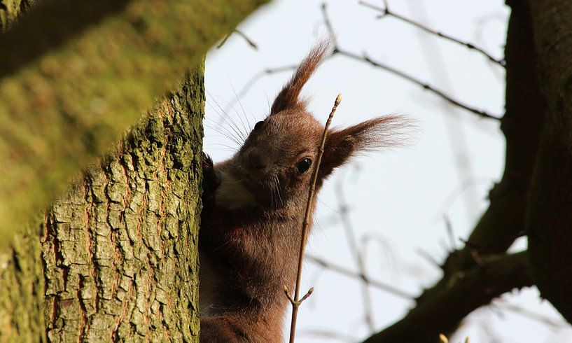 Eurasisches Eichhörnchen von Matthias Brix