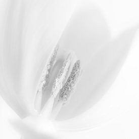Tulipa by Stephanie Verbeure