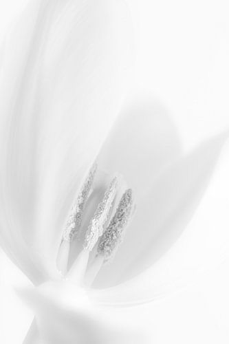 Tulipa by Stephanie Verbeure