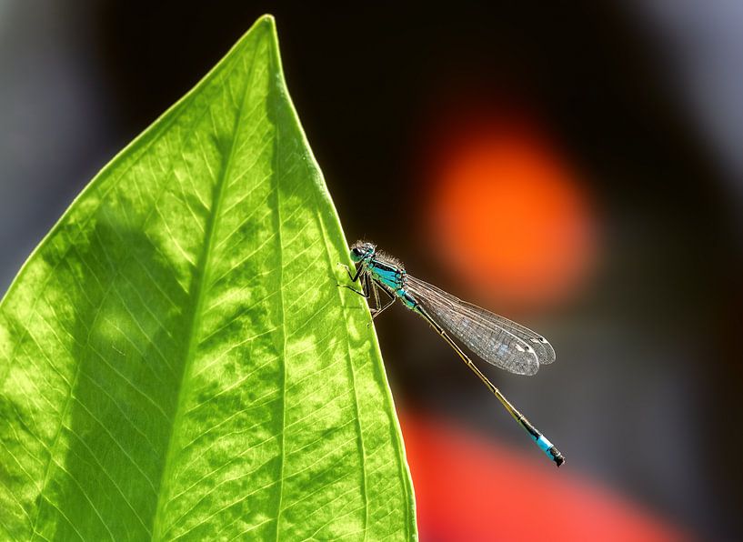 Macro of a blue damselfly by ManfredFotos