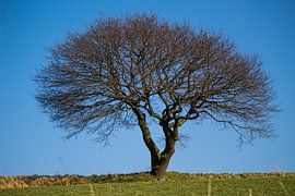 Standing strong by Roger Hagelstein