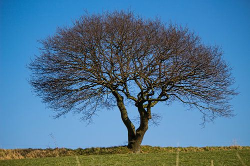 Standing strong van Roger Hagelstein
