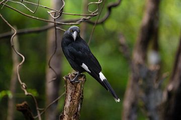 Pied Currawong by Zoë Bijl
