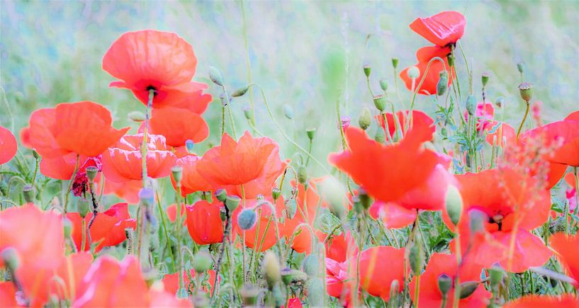Poppies by René van Leeuwen