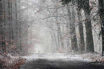 Winterwandeling in het bos