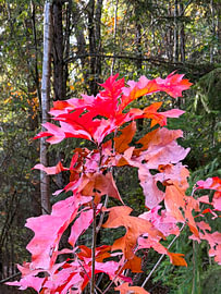 feuilles d'automne rouges sur Stefan Dunkel Naturfotografie