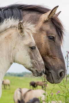Horses | Conic horse mother with foal Oostvaardersplassen by Servan Ott
