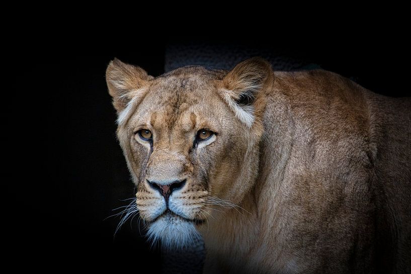 Leeuwin op zwart van Janine Bekker Photography