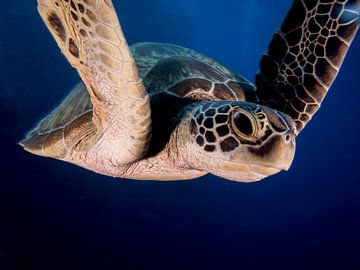 Ontmoeting met schildpadden van Ilan Ben Tov