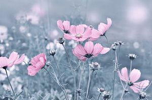 Cosmea