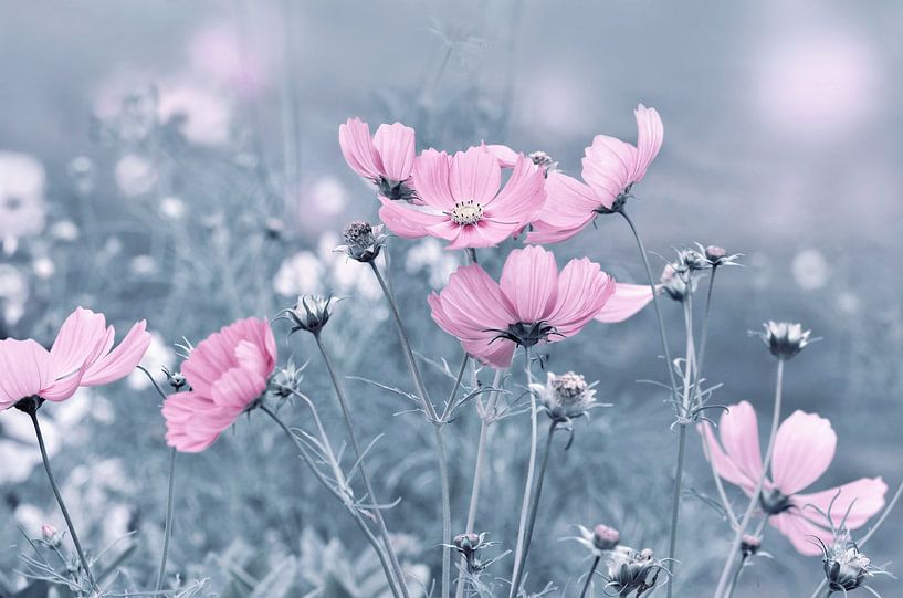 Cosmea van Violetta Honkisz