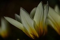 Bloem