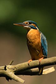 Eisvogel auf einem Ast von Wouter van Twillert