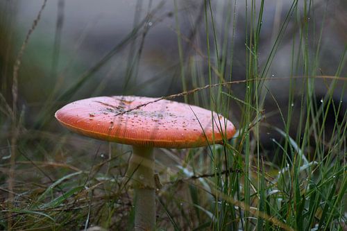 Rood met witte stippen