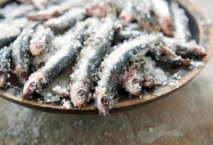 fish0079
