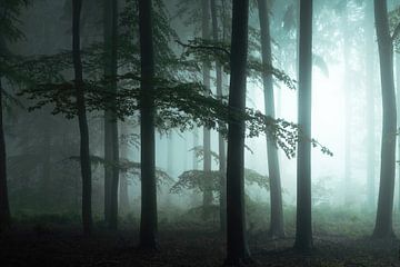 The Forest Awakens. by Inge Bovens