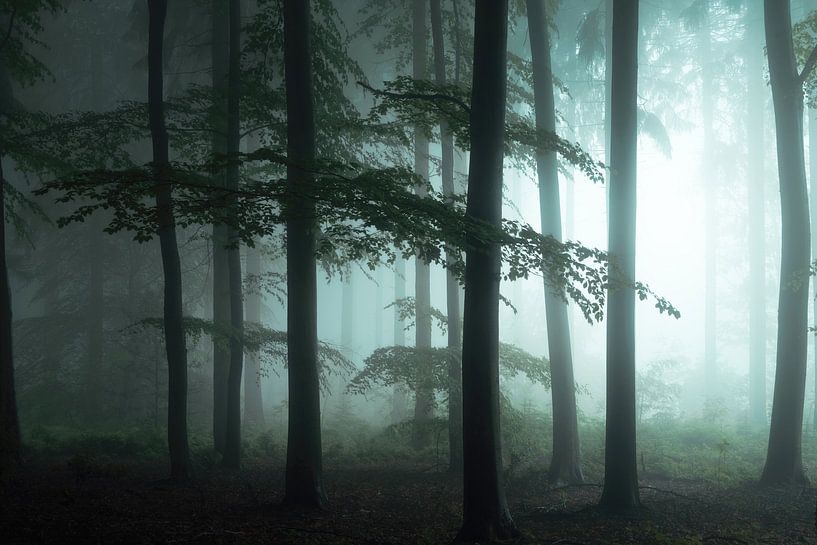 La forêt se réveille. par Inge Bovens