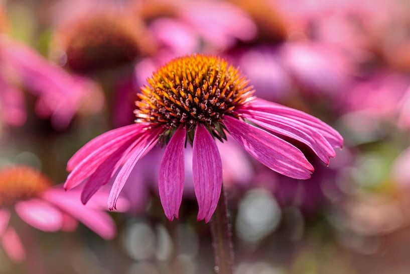 Echinacea by Rob Boon