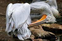 Krauskopfpelikan wäscht sein Gefieder