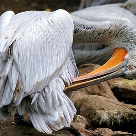 Crucian Pelican washes its feathers by Marian Bouthoorn