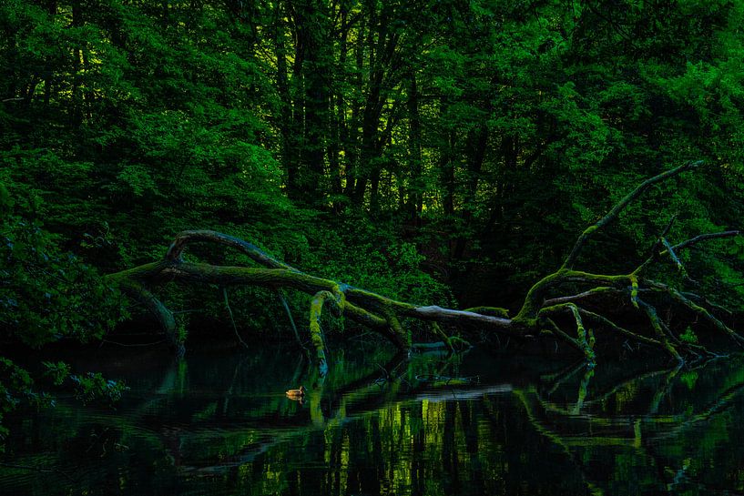 Fallen nature von Luca Groenendijk