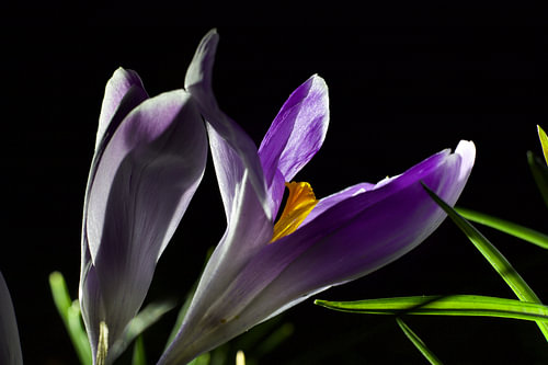 Crocus dans l'obscurité