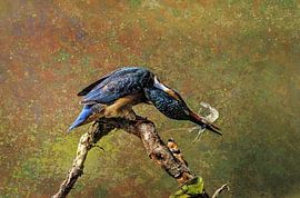 IJsvogel met garnaal